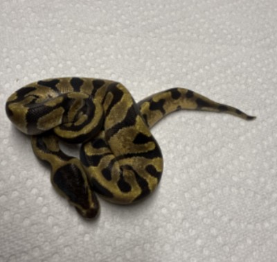 animal image