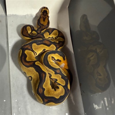 animal image
