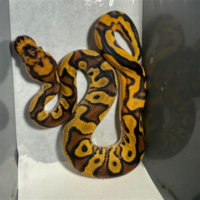 animal image