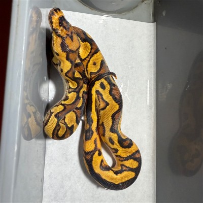 animal image