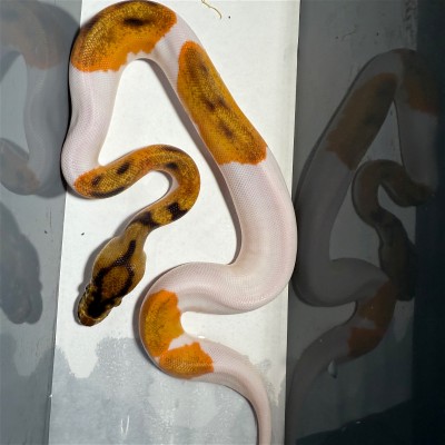 animal image