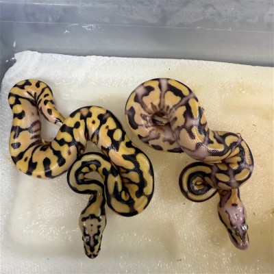 animal image