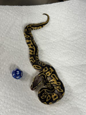 animal image