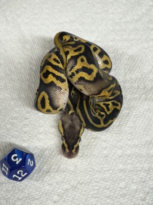 animal image