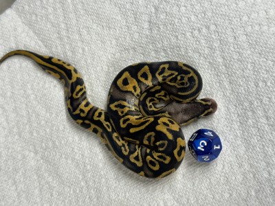 animal image