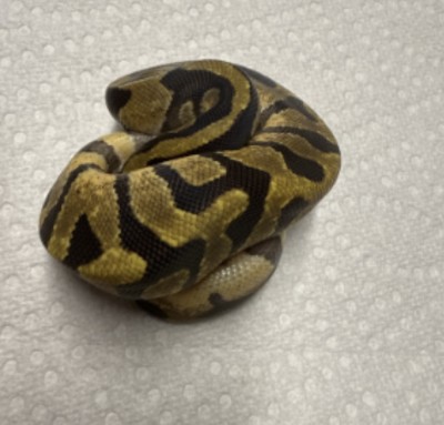 animal image