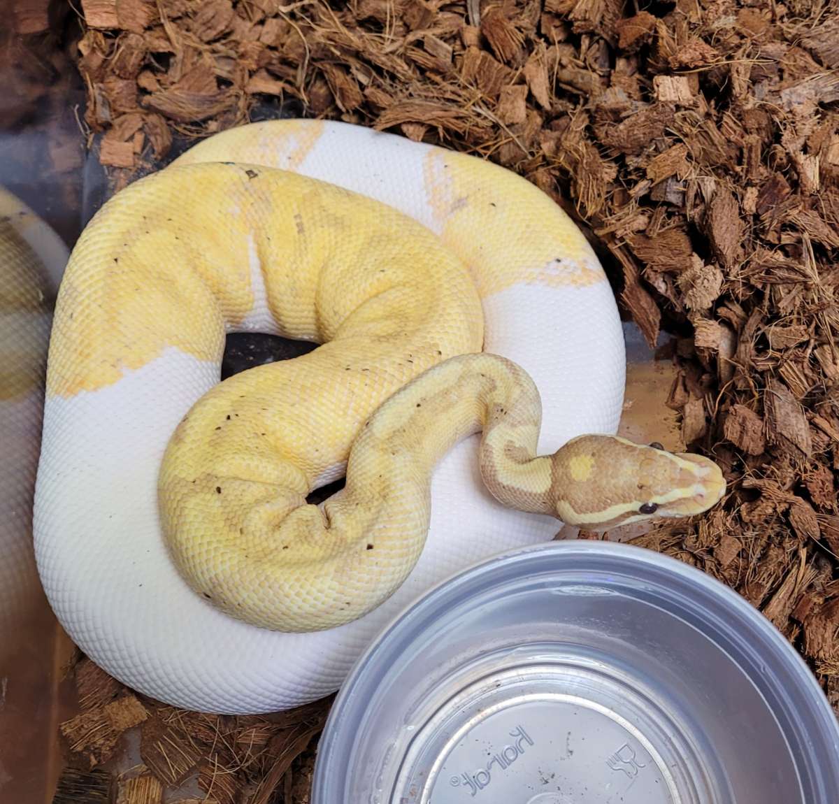 Banana Pie