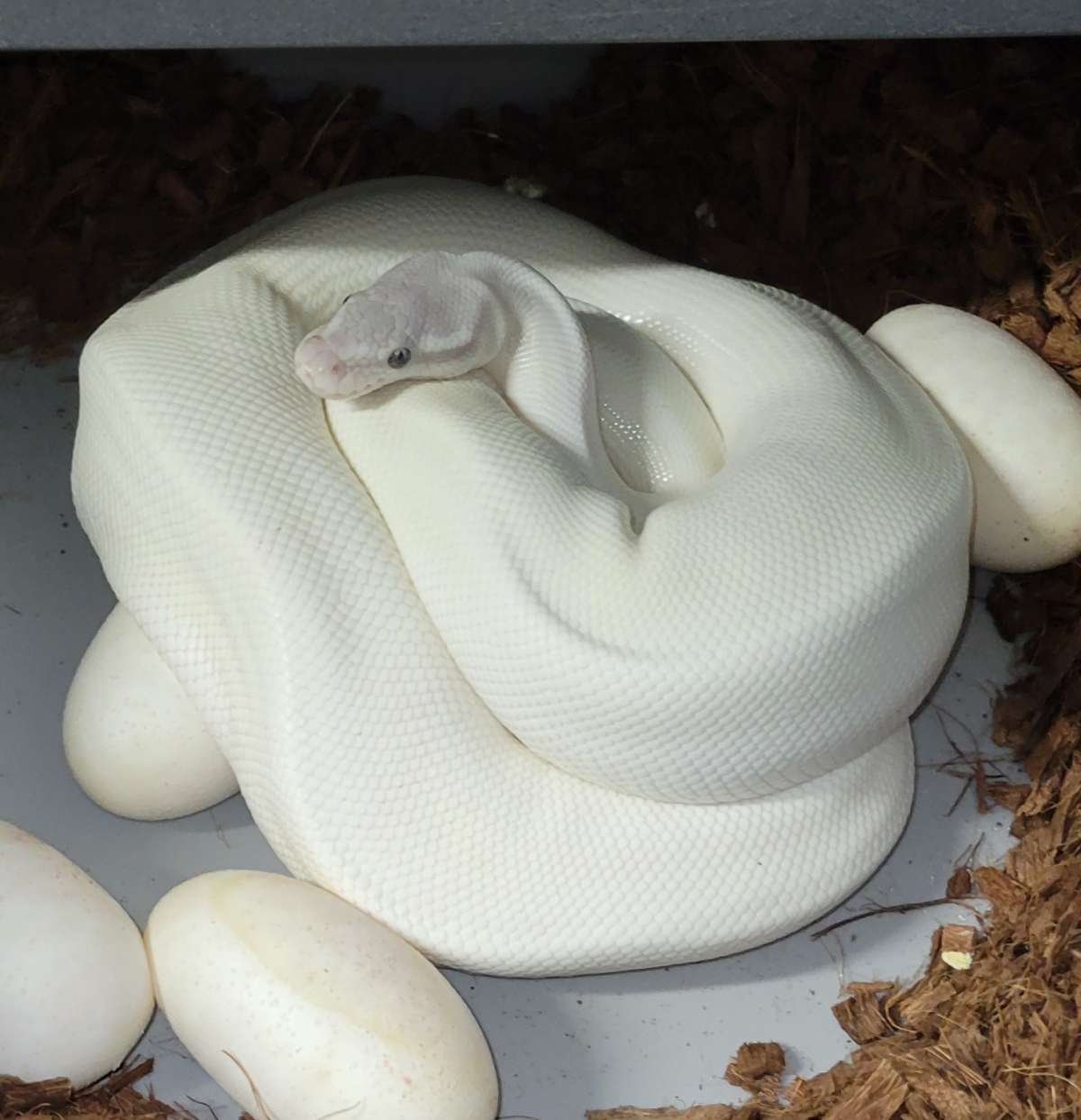 Super Mojave