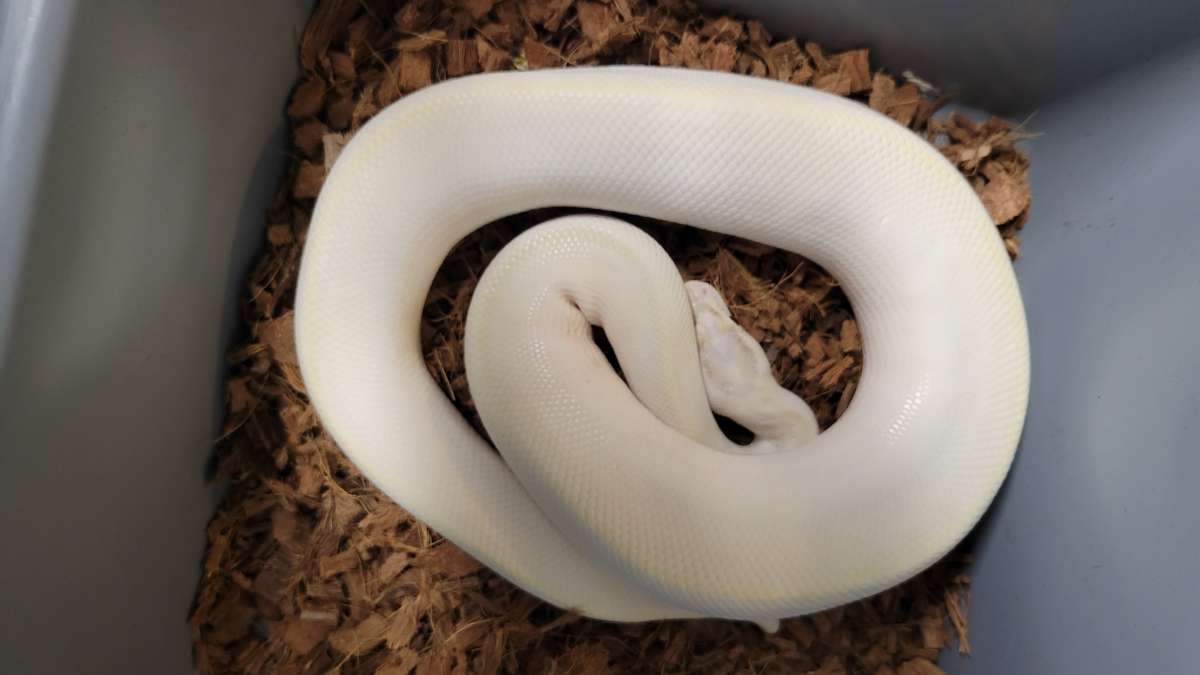 Ivory Enchi pastel