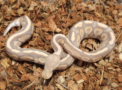 animal image