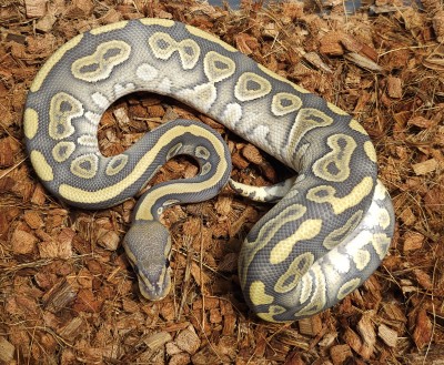 animal image