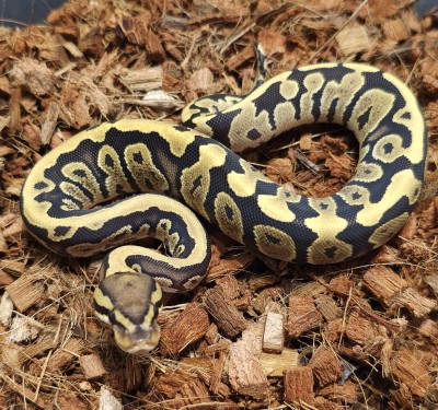 animal image
