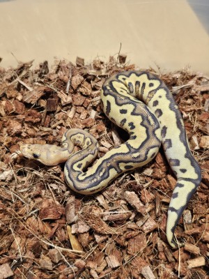 animal image
