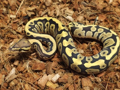 animal image