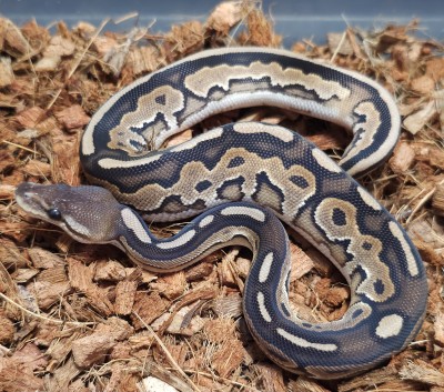 animal image
