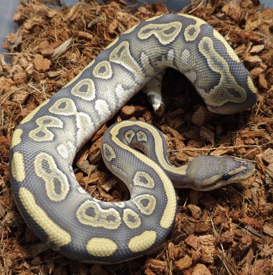 animal image