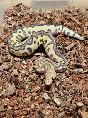 animal image