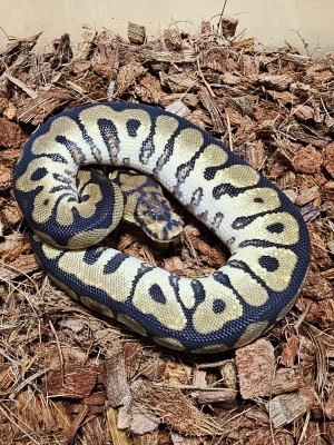 animal image