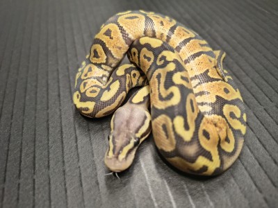 animal image