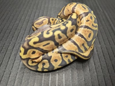 animal image