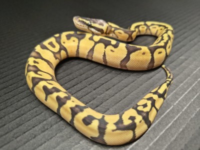 animal image