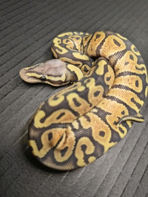 animal image