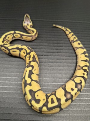 animal image