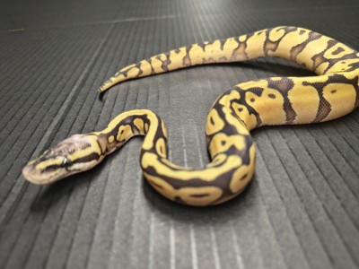 animal image