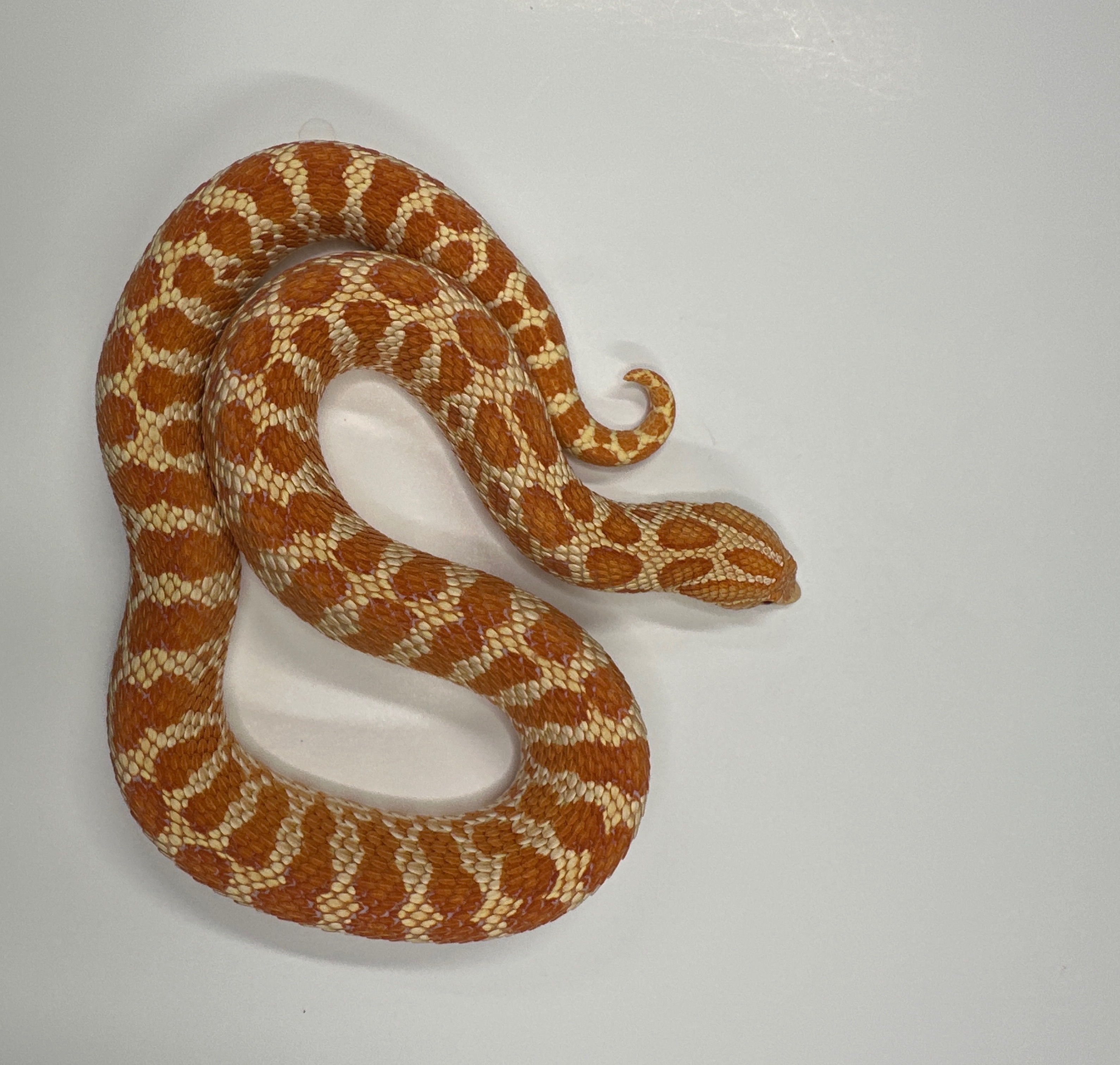 hn6
