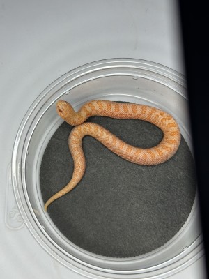 animal image