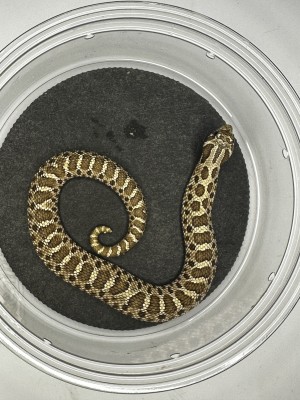 animal image