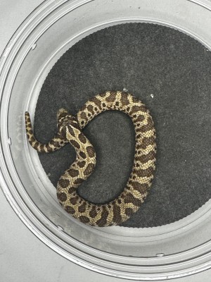 animal image