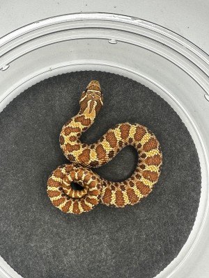 animal image