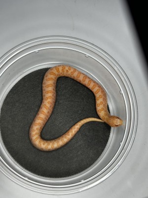animal image