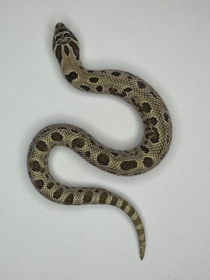 animal image