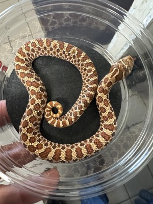 animal image
