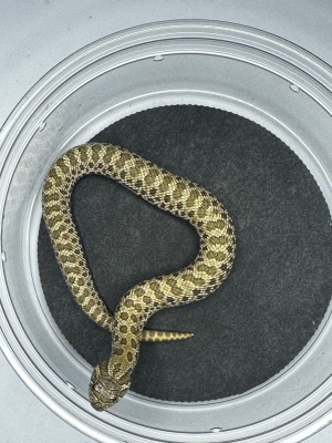 animal image