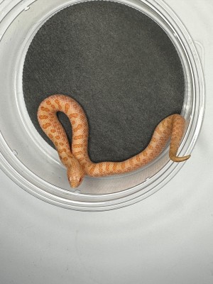 animal image