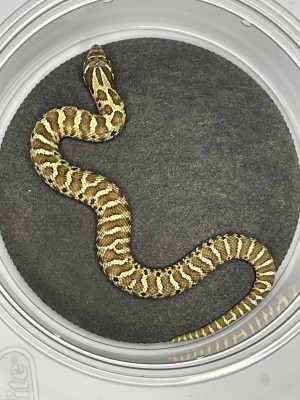 animal image