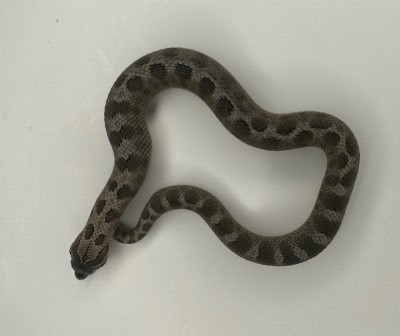 animal image
