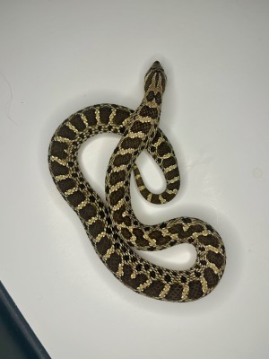 animal image