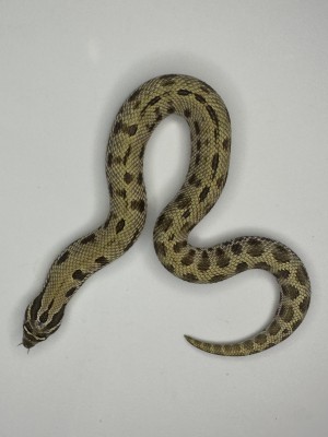 animal image