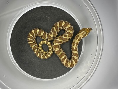 animal image