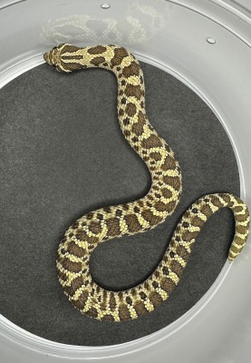 animal image