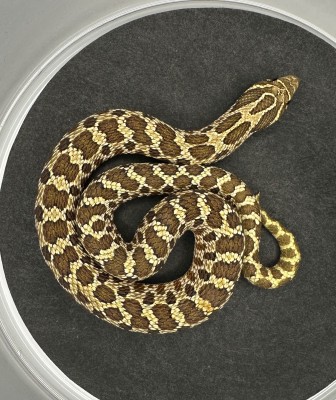 animal image