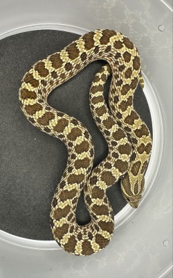 animal image