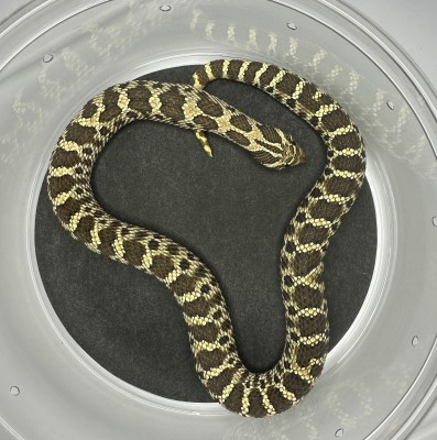 animal image