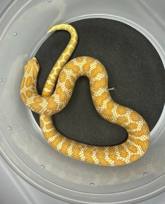 animal image