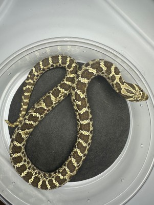 animal image