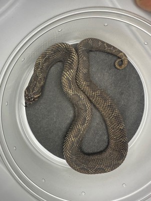 animal image
